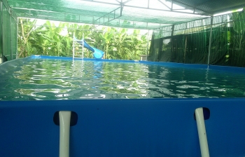 Bể bơi lắp ghép Quảng Nam